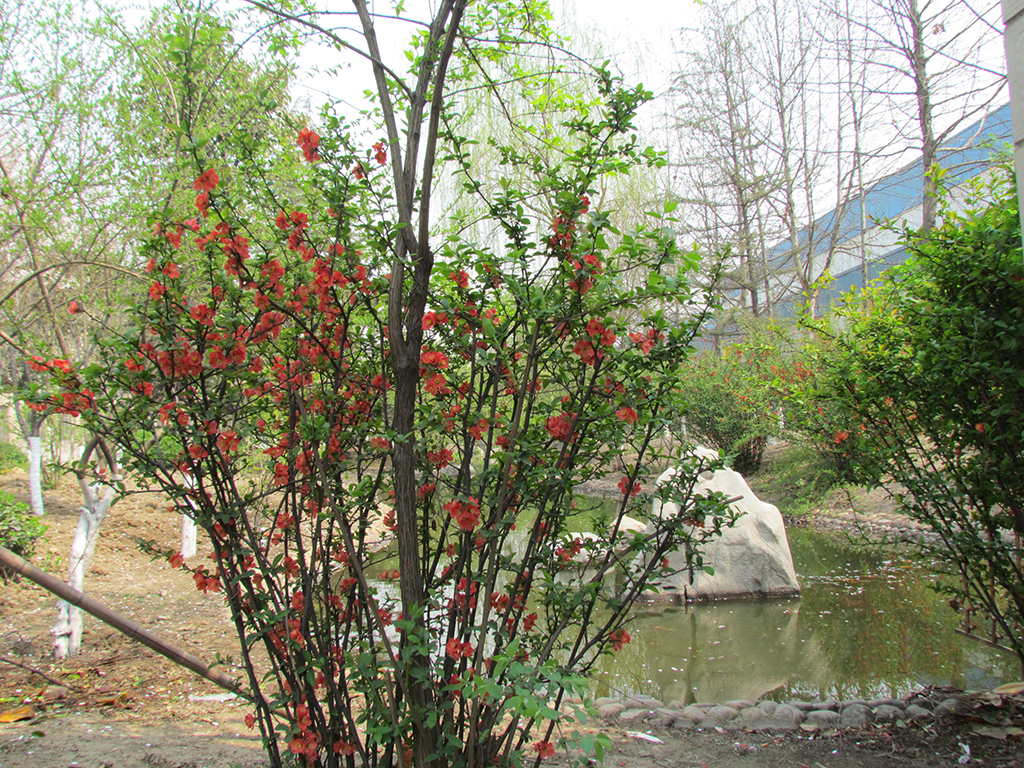 花園式廠區(qū)環(huán)境