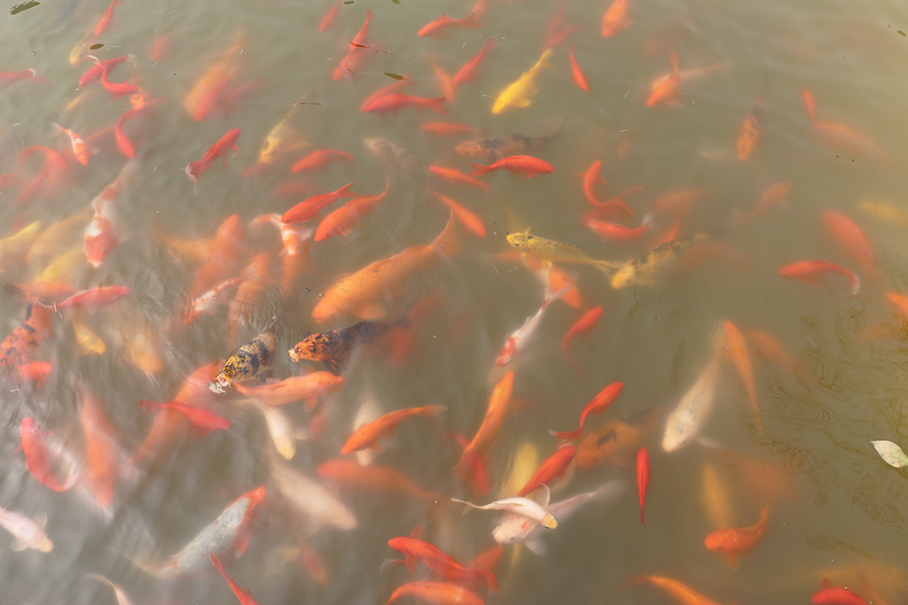 生活區(qū)人工湖中暢游的魚兒