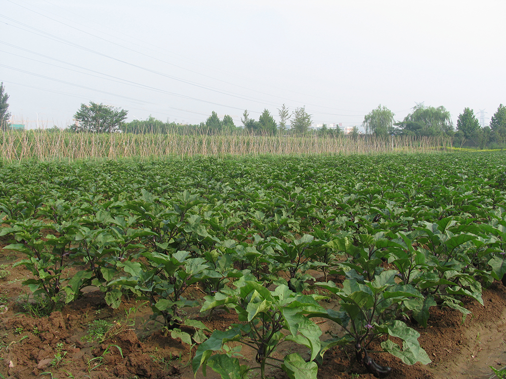 職工綠色環(huán)保蔬菜園